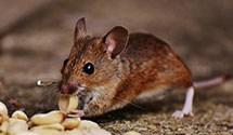 24 Hour & Emergency Exterminators in Daly City, CA